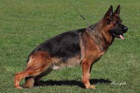 public/dog_images/225/1737907223.Mars von Aurelius.jpg